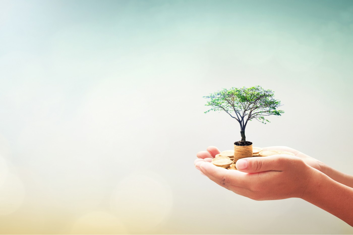 დაფინანსების მოზიდვაში მხარდაჭერა